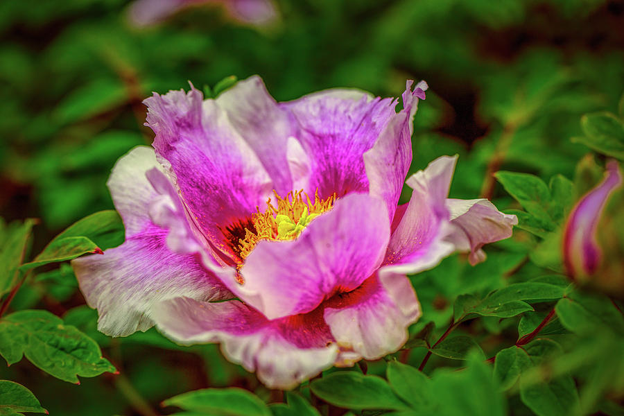 Peony May 2016. Photograph by Leif Sohlman