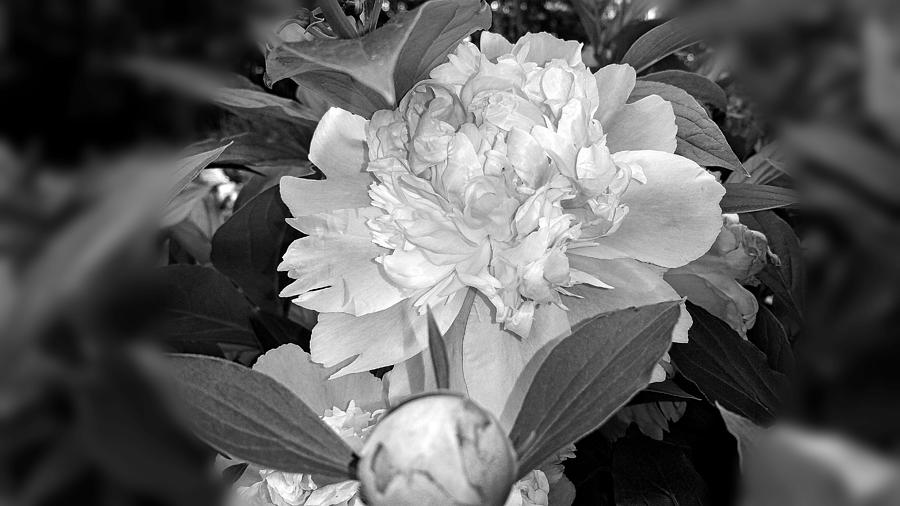 Peony Moonlight Review1 Photograph by Trent Jackson