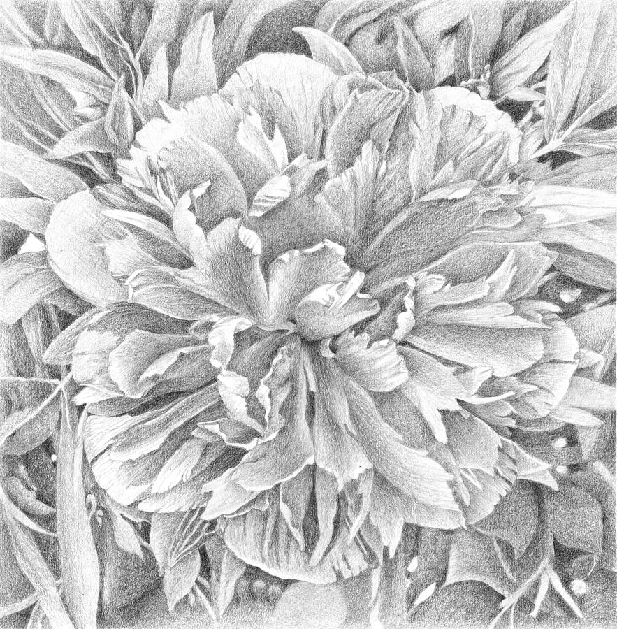 Flower Drawing - Peony by Nives Palmic