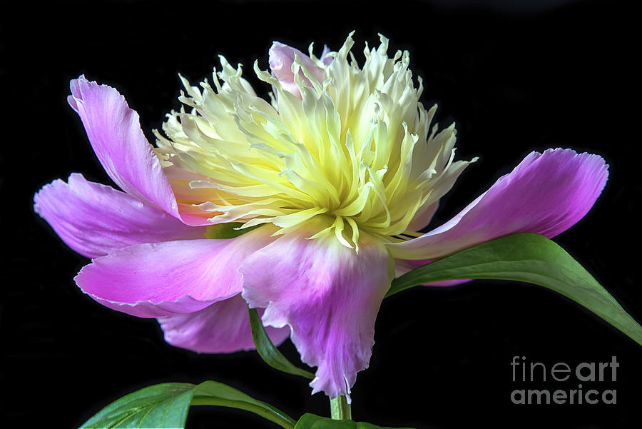 Peony On Black Photograph by Sharon McConnell