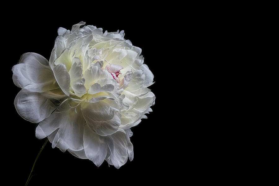 Flowers Still Life Photograph - Peony On Black by Zev Steinhardt
