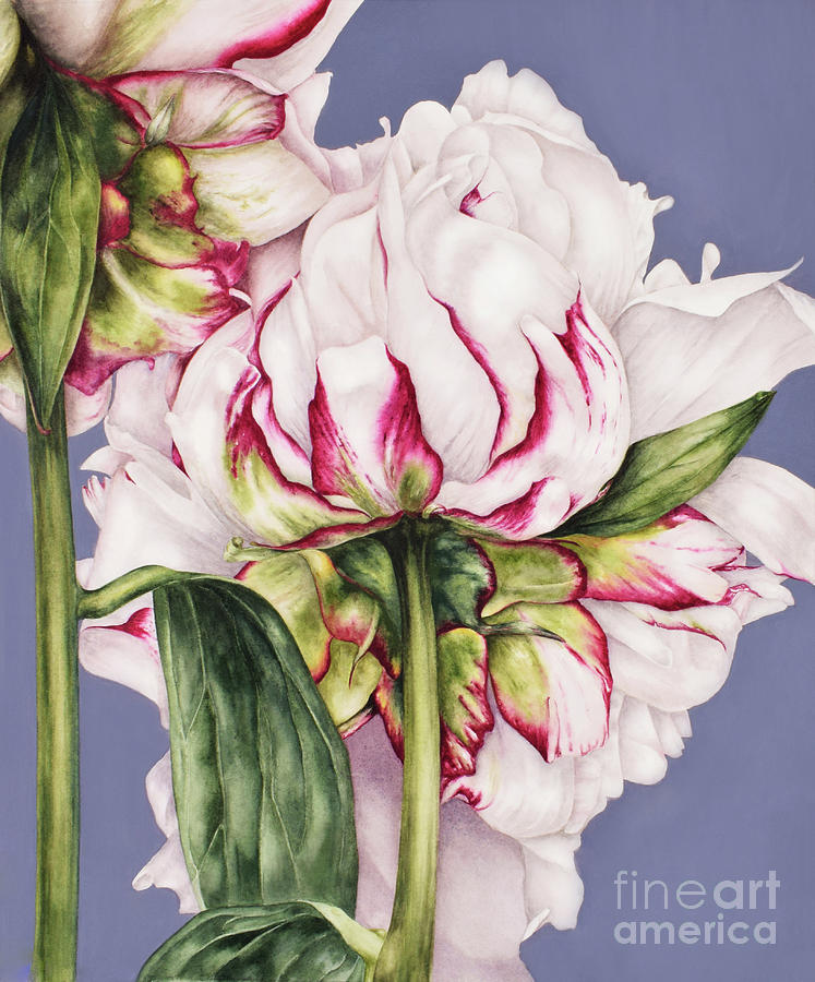 Peony Watercolor Painting - Peony On Blue by Marie Burke