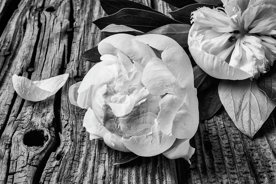 Peony On Old Boards In Black And White Photograph by Garry Gay