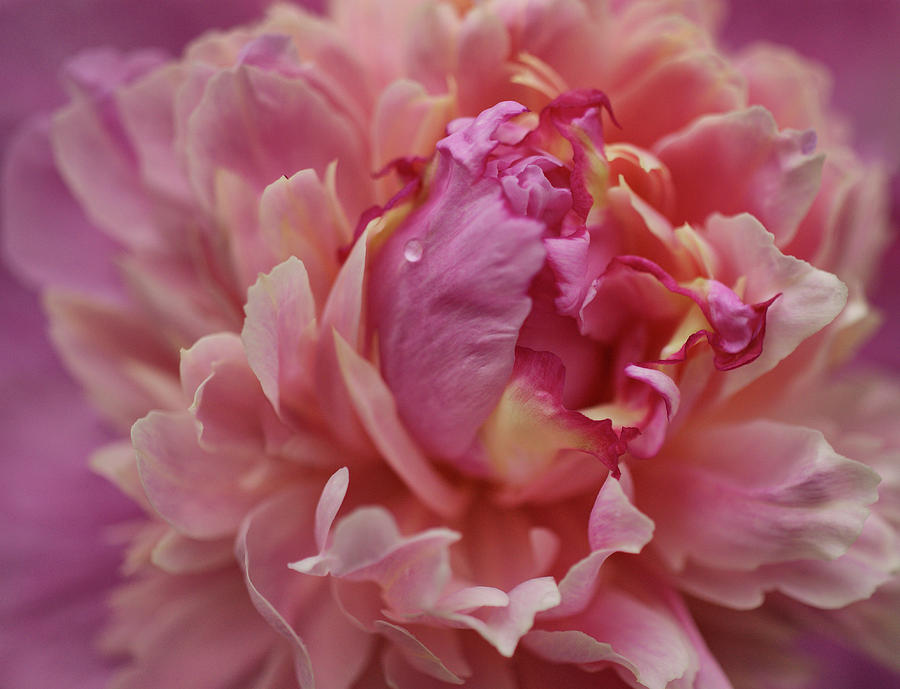 Flower Photograph - Peony Opening by Sandy Keeton