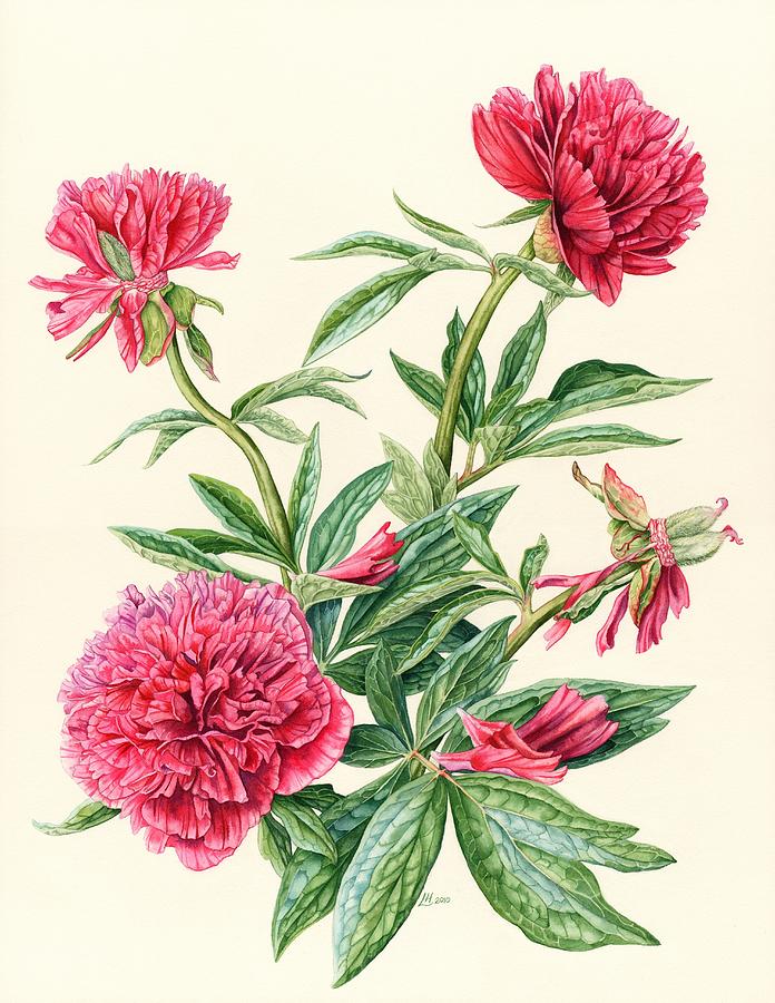Peony, Paeonia officinalis Painting by Lynne Henderson