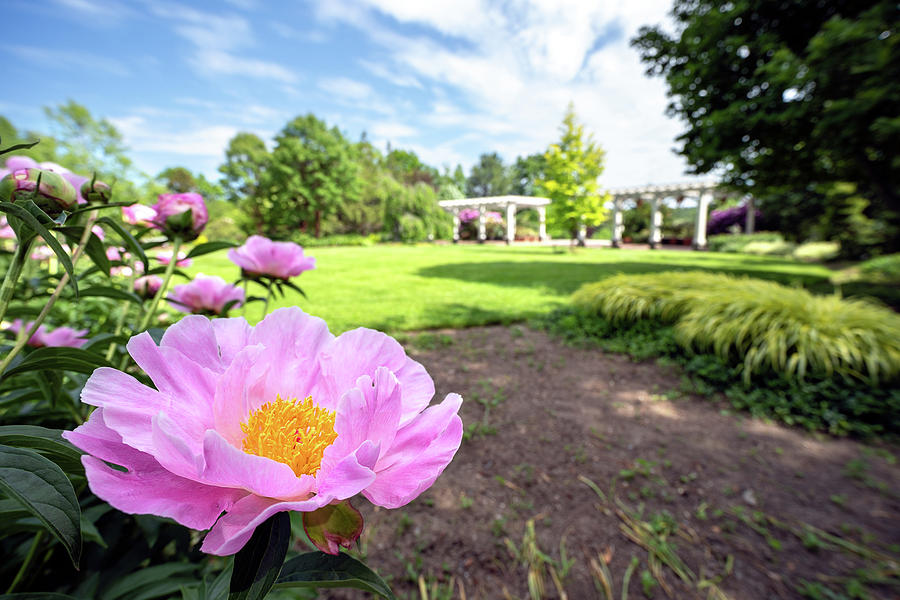 Peony Paradise Photograph by Brian Hale