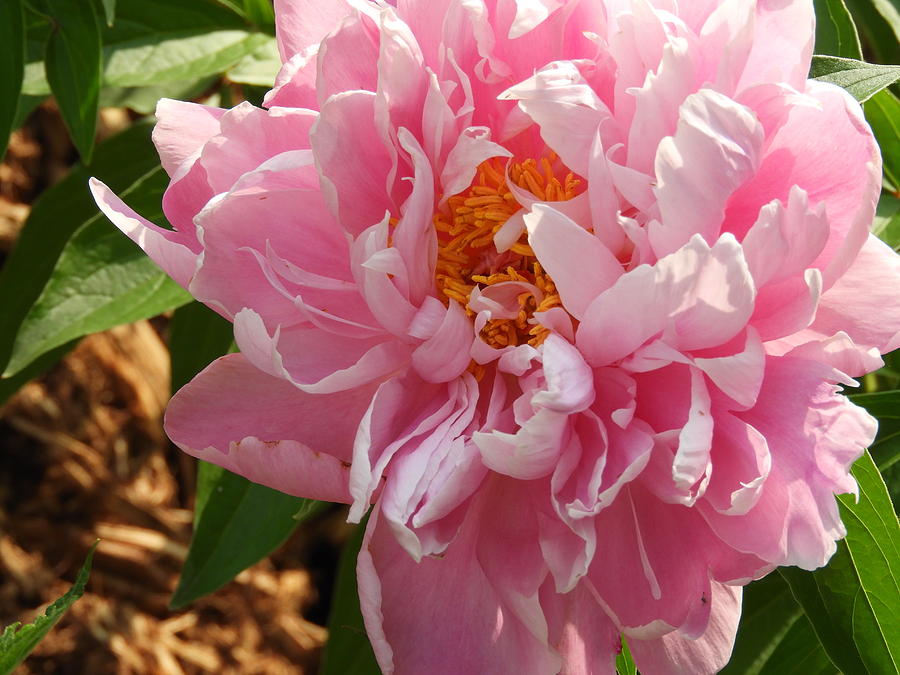 Peony Perfection Photograph by Barbara Ebeling | Pixels