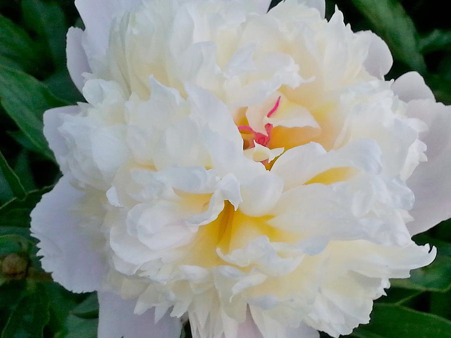 Peony Perfection Photograph by Shelly Dixon - Fine Art America