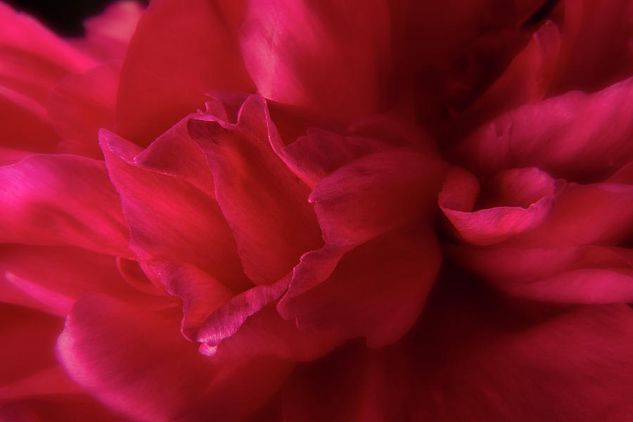 Peony Petals 2 Photograph by Garry McMichael