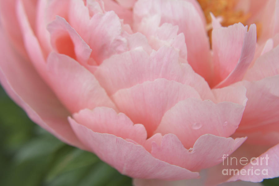 Peony Petals Photograph by Forest Floor Photography