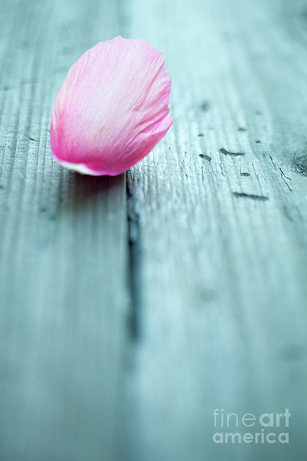 Peony petals Photograph by Kati Finell