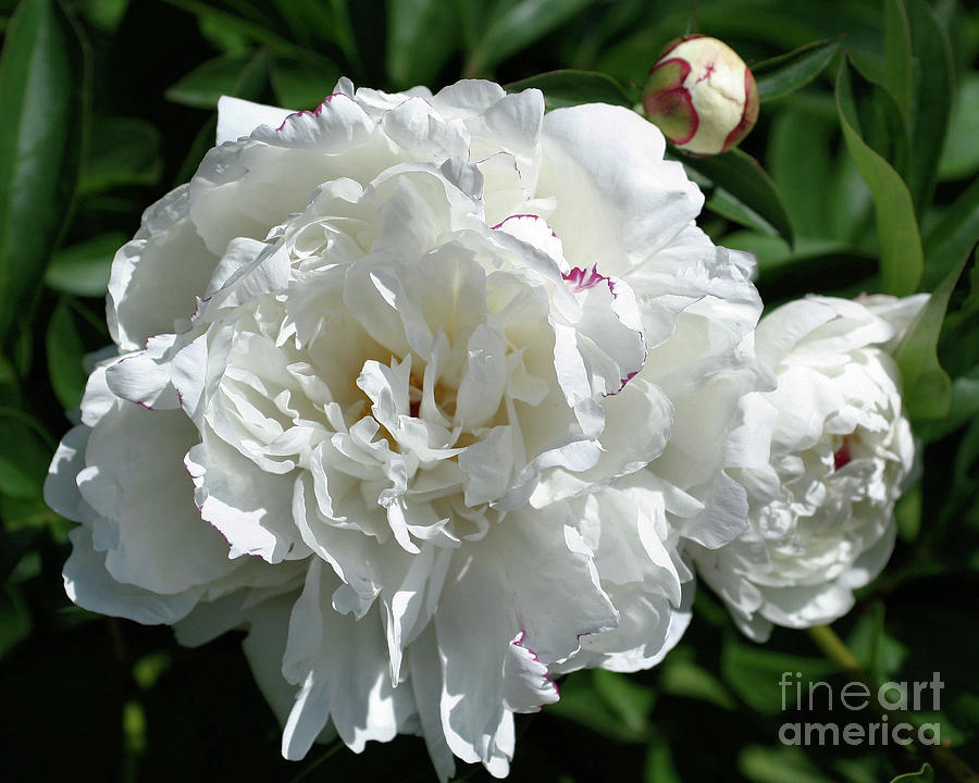 Peony Phases Photograph by Smilin Eyes Treasures