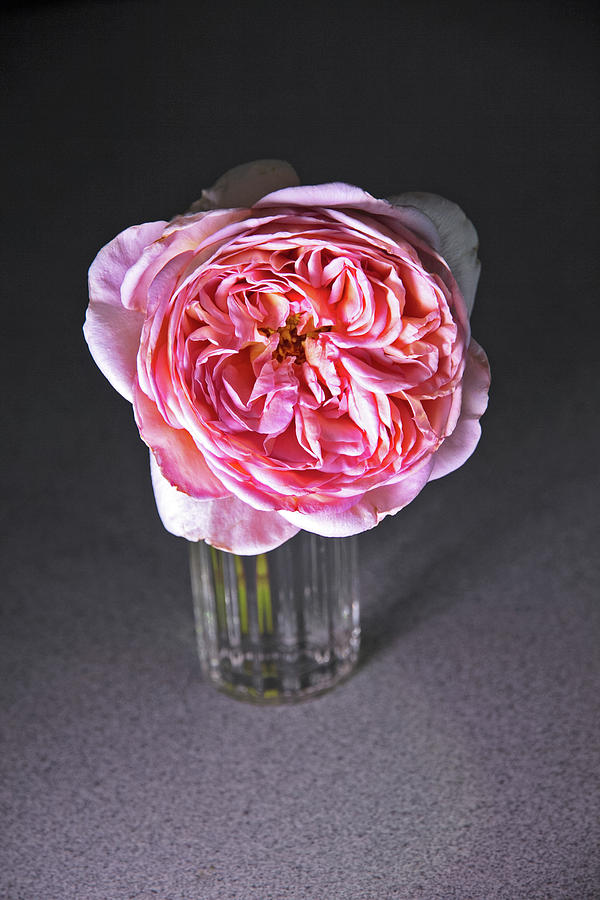 Peony Pink 2 in Water Glass 7337  Photograph by David Frederick