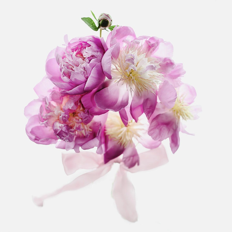 Peony Pink Squared Photograph
