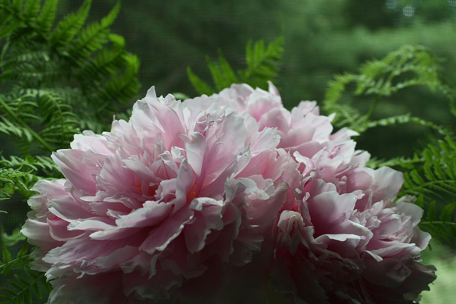 Peony Pleaser Photograph by Barbara S Nickerson