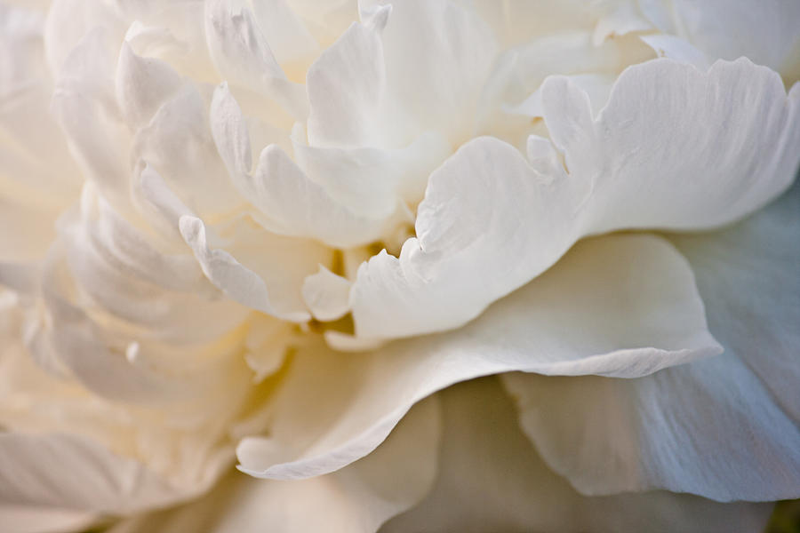 Abstract Photograph - Peony Poetry by Maggie Terlecki