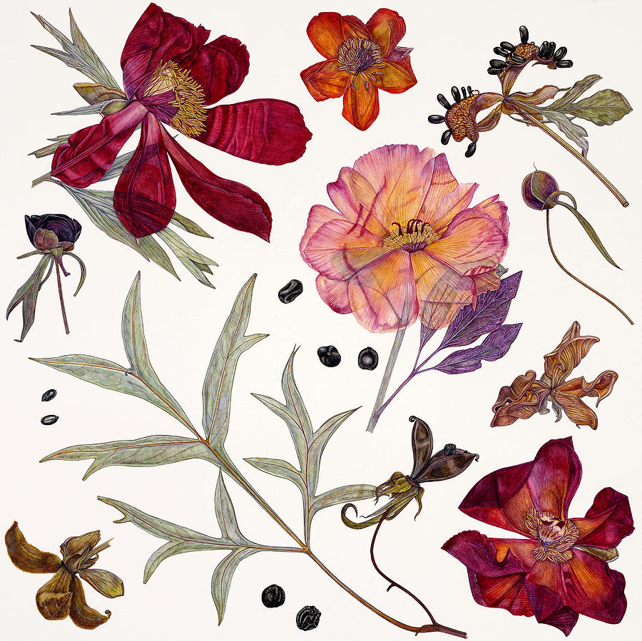 Peony Specimens Painting by Rachel Pedder-Smith