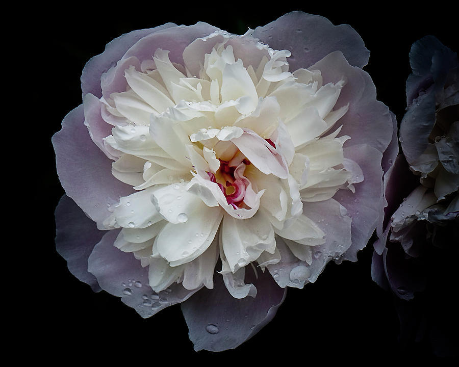 Peony Study Number Five Photograph by Michael Putnam