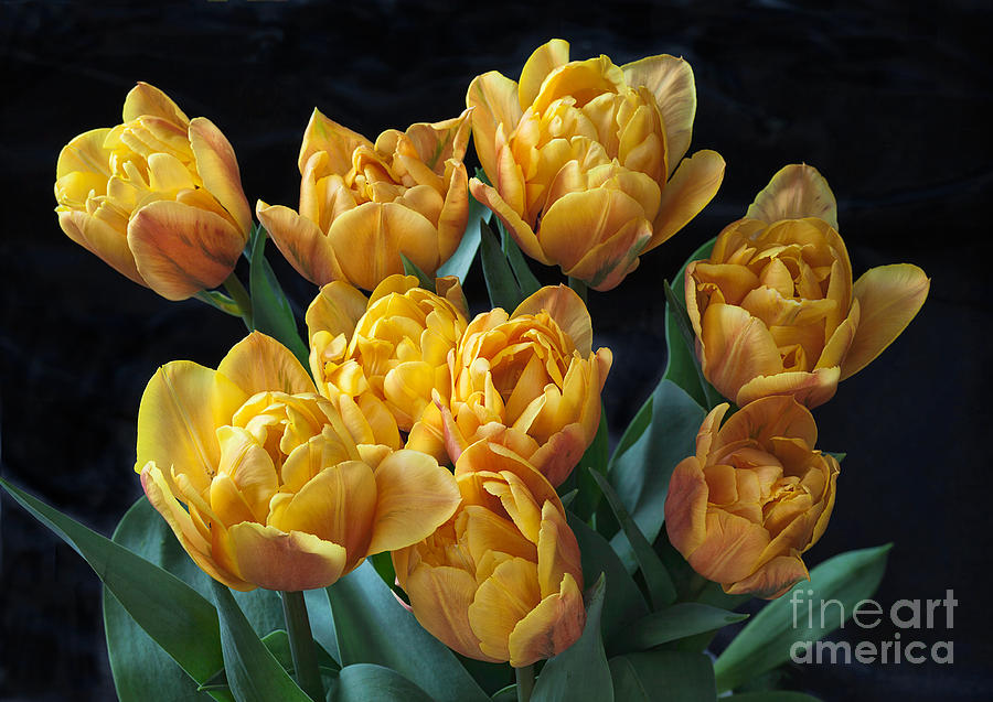 Peony Tulips on Black Photograph by Ann Jacobson