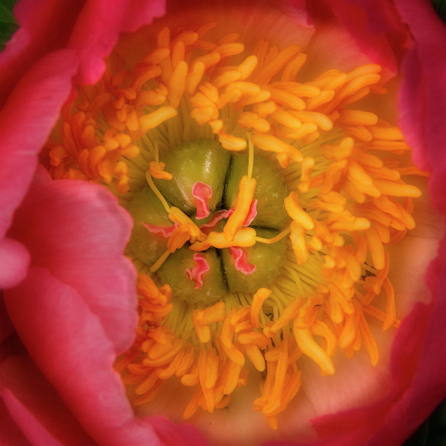 Peony Ultra close-up Photograph by Garry McMichael