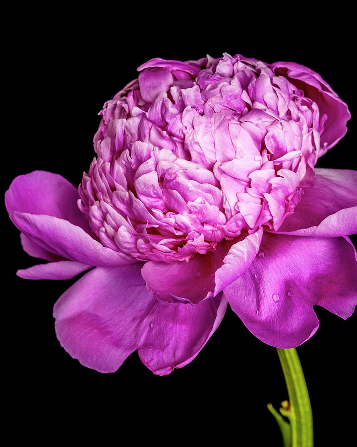 Flowers Still Life Photograph - Peony VI by Mike Valdez