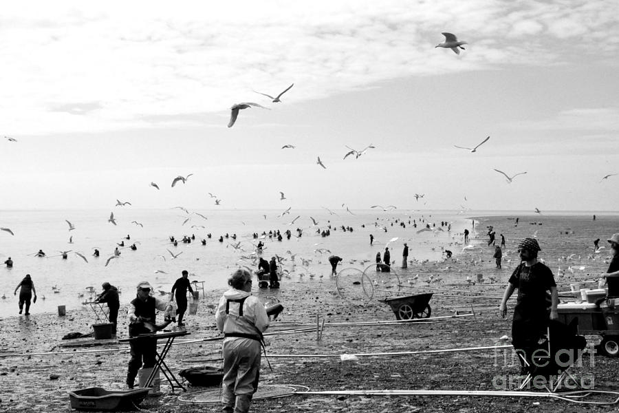 People and Birds Against Fish  1 Photograph by Tatyana Searcy