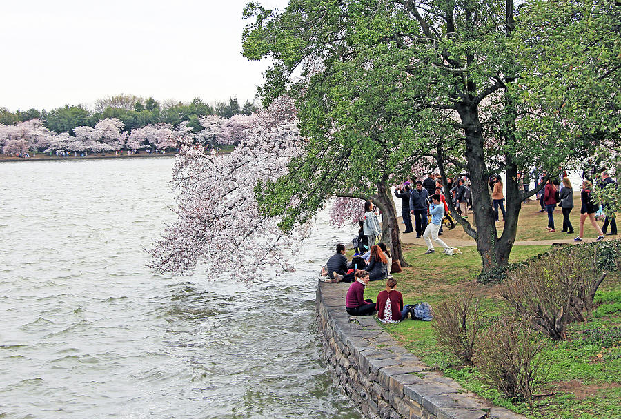 People Enjoying The Cherry Blossoms Photograph by Cora Wandel
