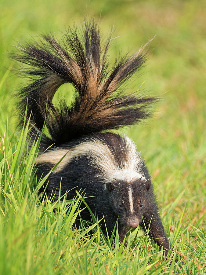 Pepe Le Pew Photograph by Loree Johnson