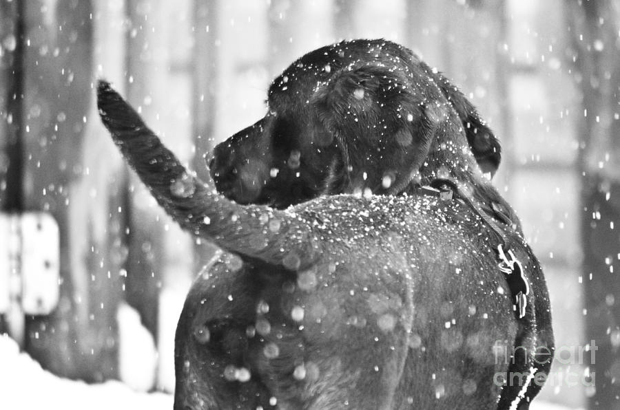 Pepper at snow Photograph by PatriZio M Busnel