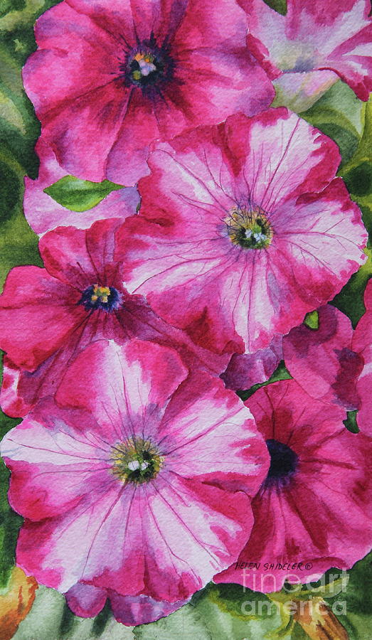 Peppermint Candy Petunias Painting by Helen Shideler