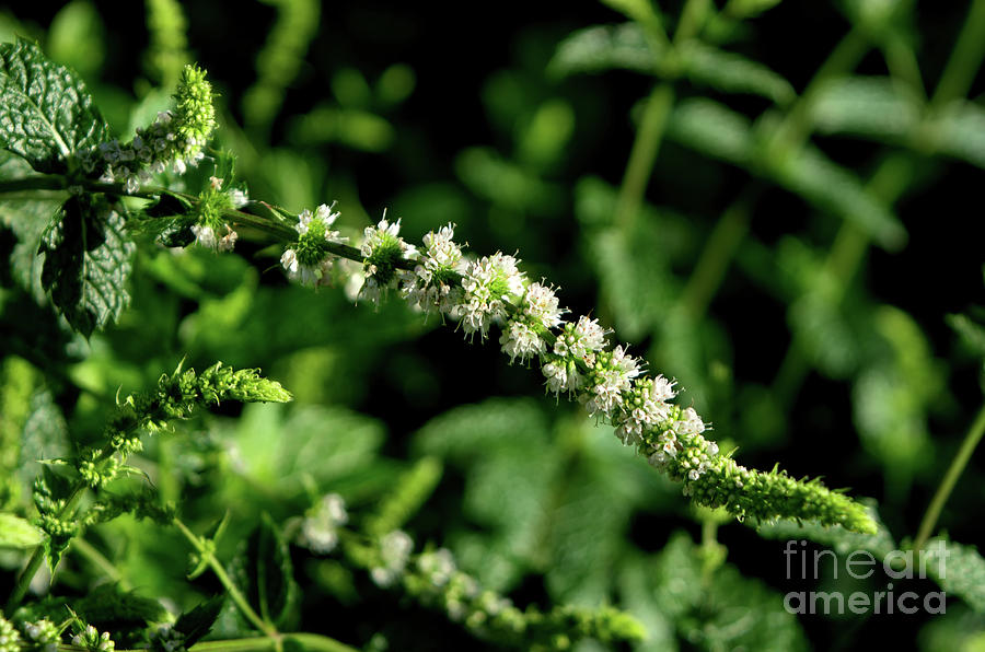Peppermint Flowers Photograph by Michelle Meenawong