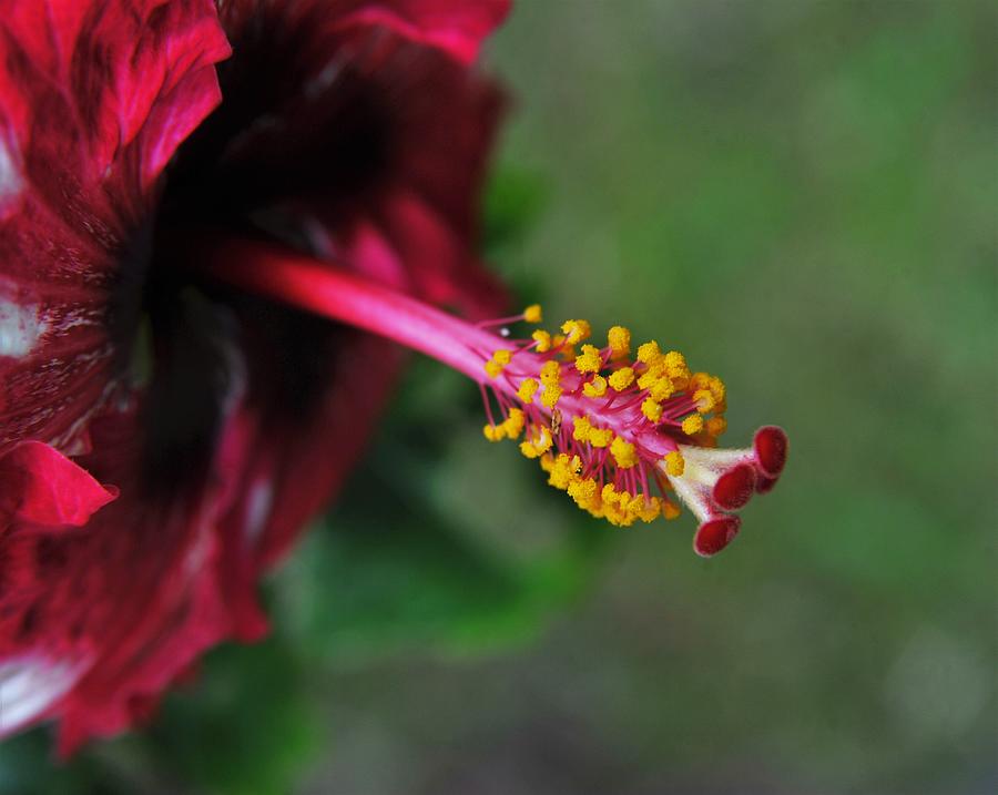 Hibiscus Photograph - Peppermint Hibiscus by Heidi Fickinger