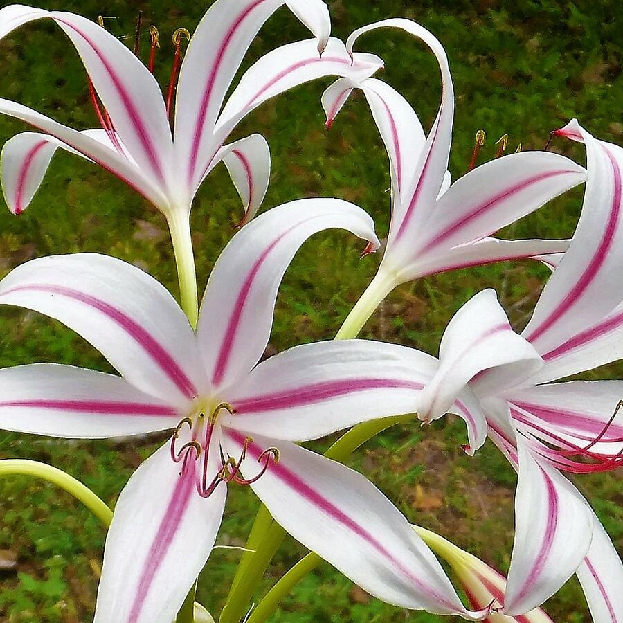 Peppermint Lilies Photograph by Denise F Fulmer