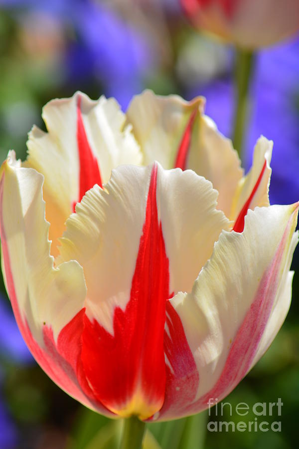 Peppermint Parrot Tulip Photograph by Maria Urso