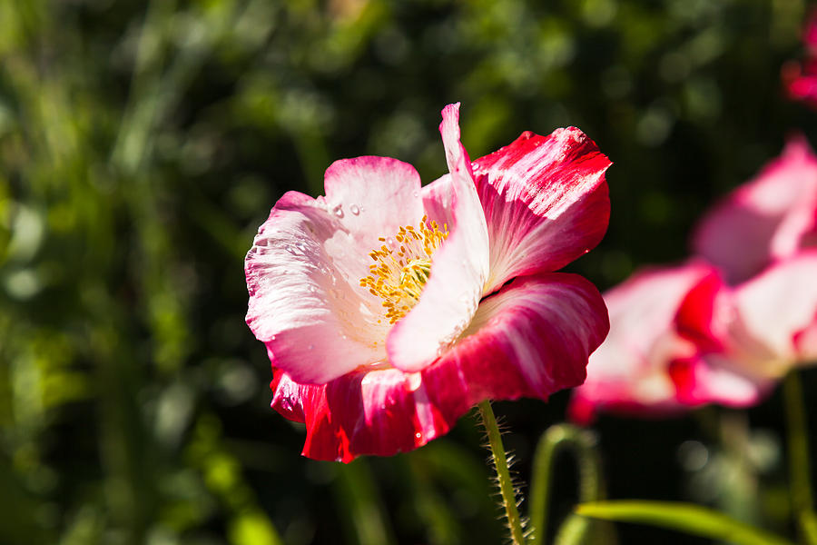 Peppermint Poppy Photograph by Judy Wright Lott