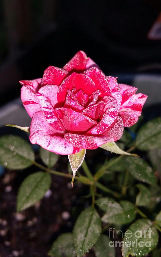 Neil Diamond Hybrid Rose  Photograph by Donna Brown