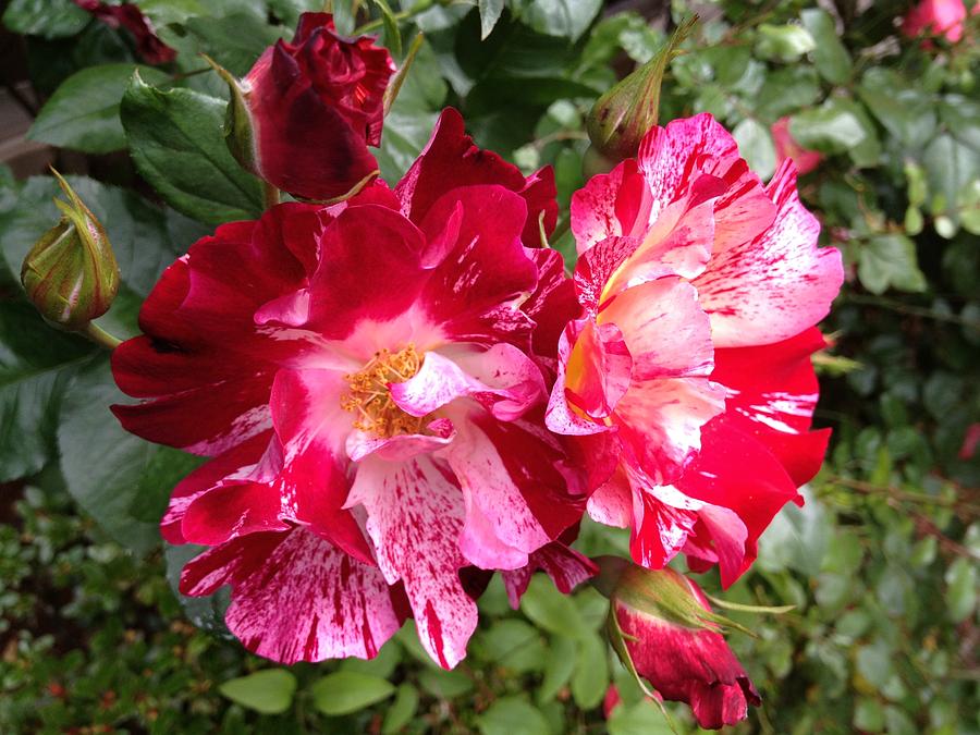 Flower Photograph - Peppermint Rose Duet by Anna Porter