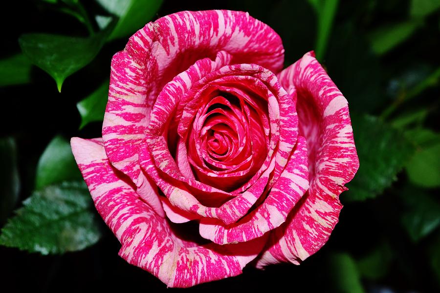 Peppermint Rose Photograph by Eileen Brymer