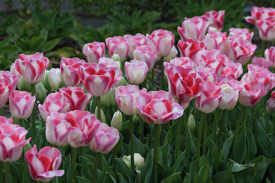 Peppermint Tulip Field II Photograph by Suzanne Gaff