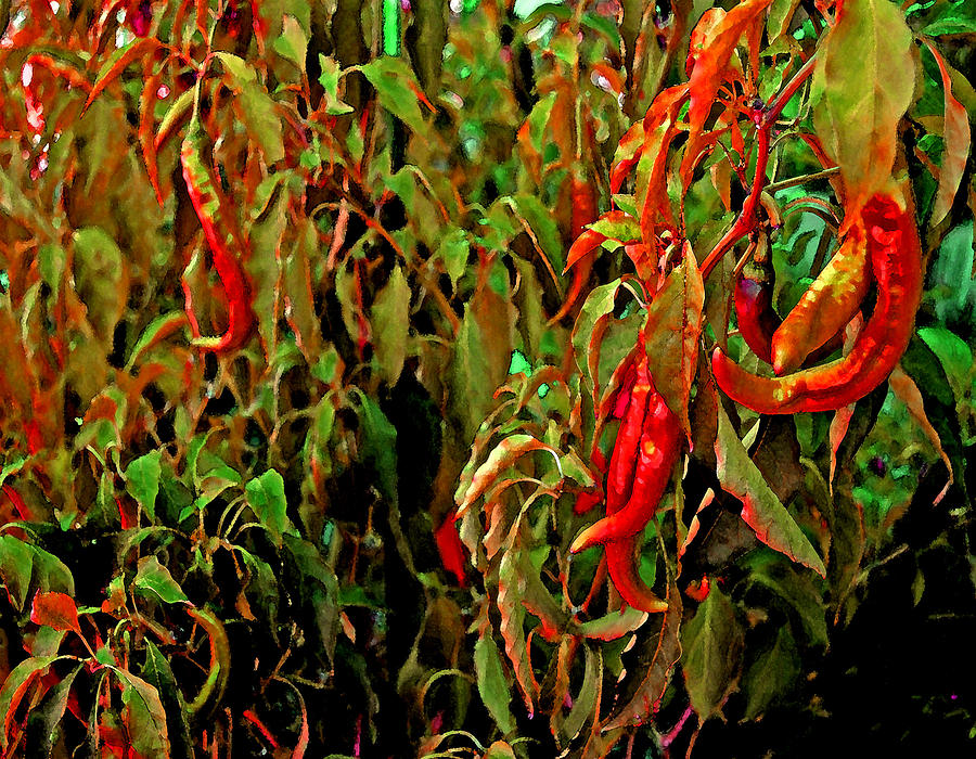 Peppers - Red Photograph by Michael Thomas