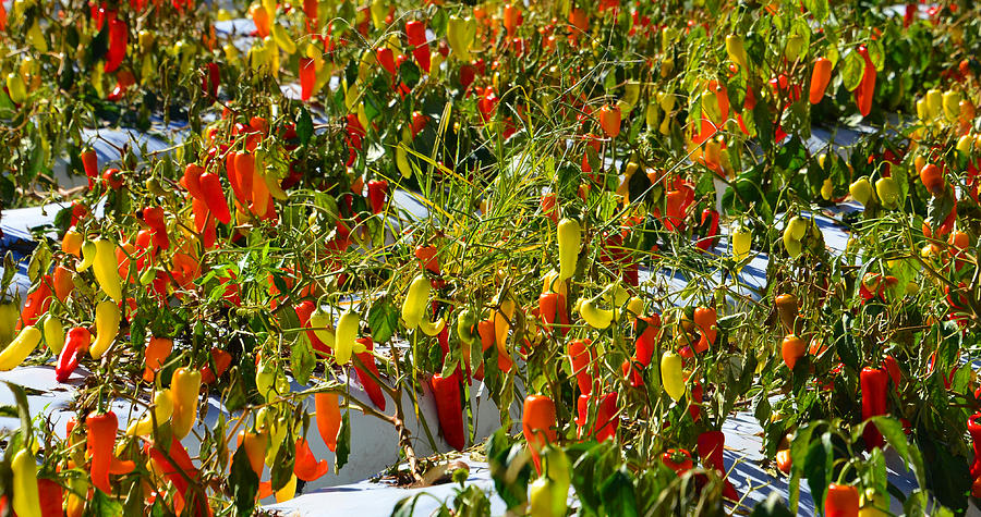 Peppers in the field Photograph by David Lee Thompson