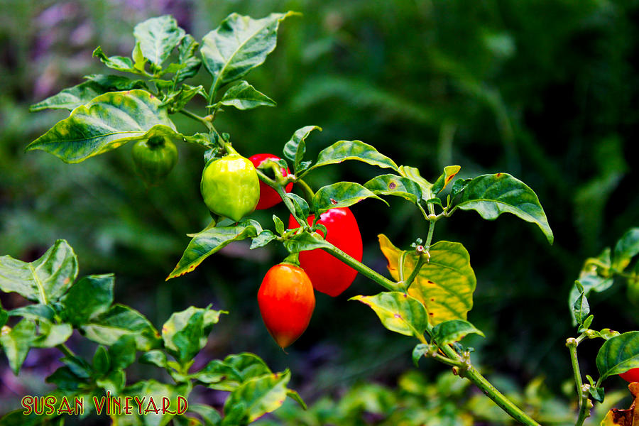 Peppers in the Garden Photograph by Susan Vineyard