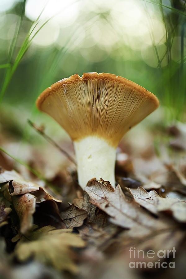 Peppery milk-cap, edible mushroom Photograph by Ragnar Lothbrok