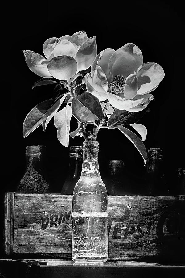 Pepsi Bottle and Magnolia Still Life Photograph by JC Findley