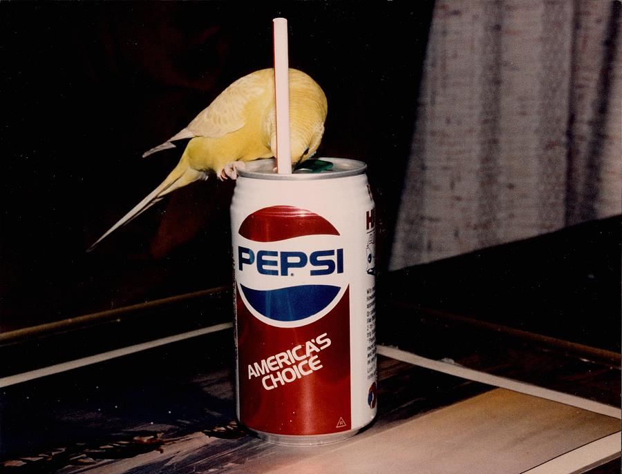 Parakeet Photograph - Pepsi Girl by Judyann Matthews