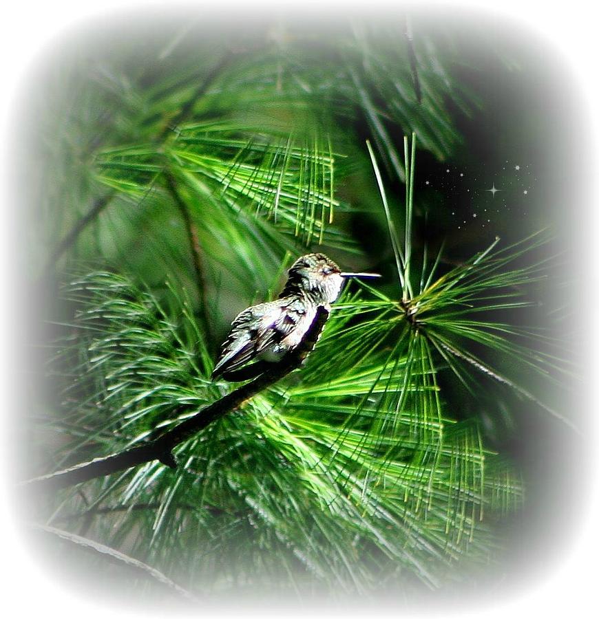 Hummingbird Photograph - Per Chance To Dream by Barbara S Nickerson