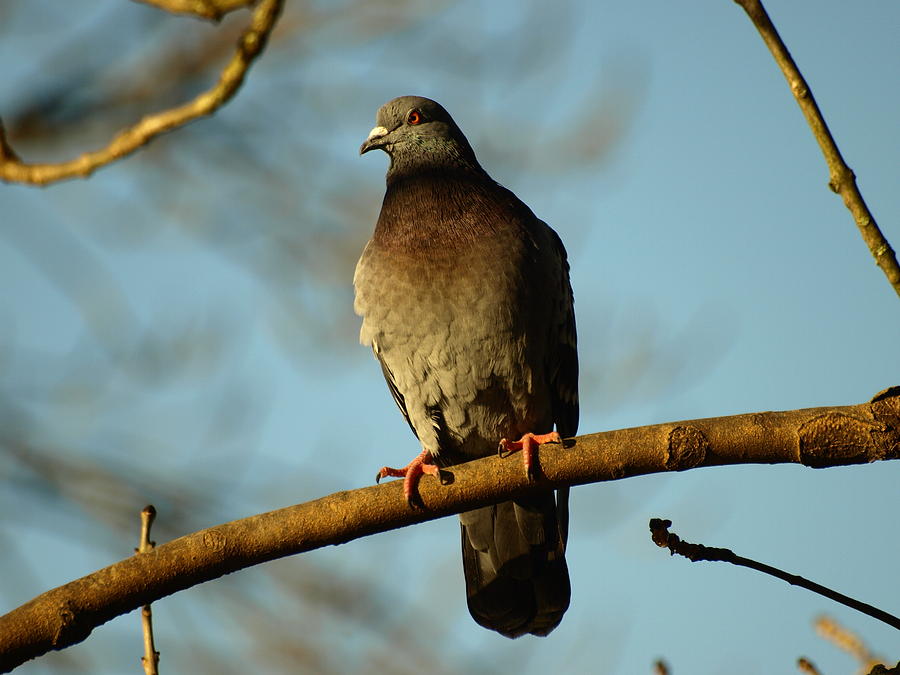 Perce The Pigeon Photograph by Richard Denyer