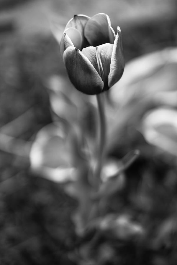 Flowers Still Life Photograph - Perception  by David Hernandez