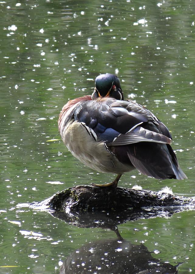 Perchance To Dream Of Fair Wood Duck Maidens Photograph by Iina Van Lawick