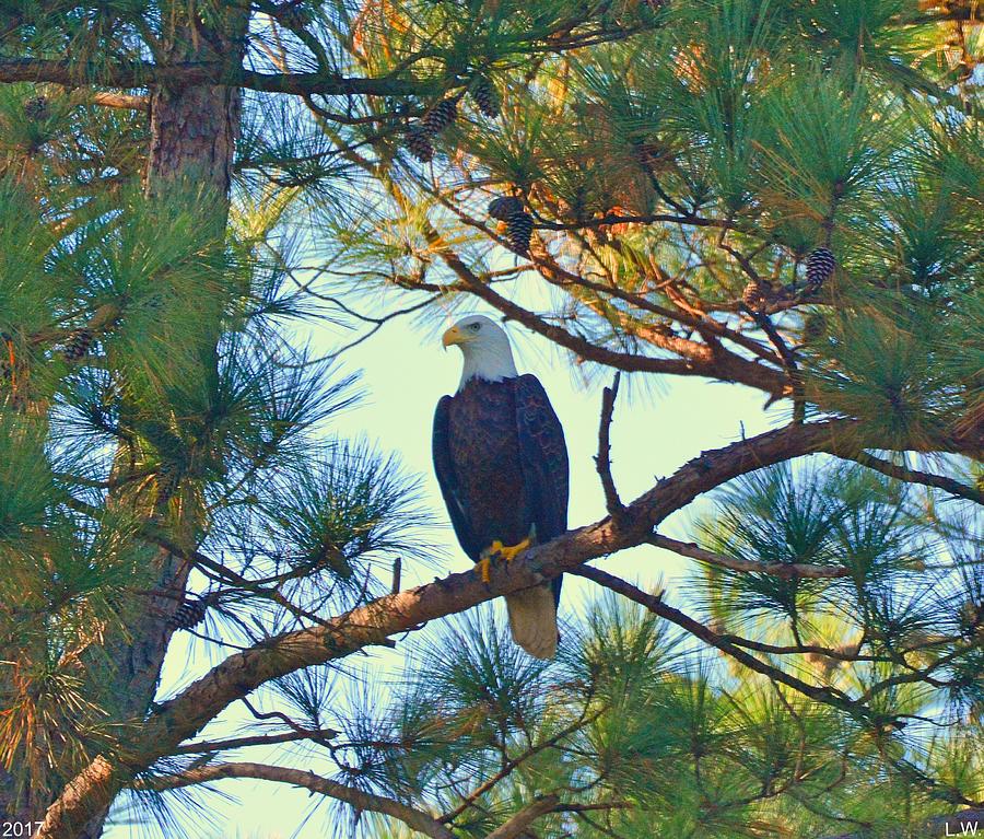 Perched Among The Pines Photograph by Lisa Wooten